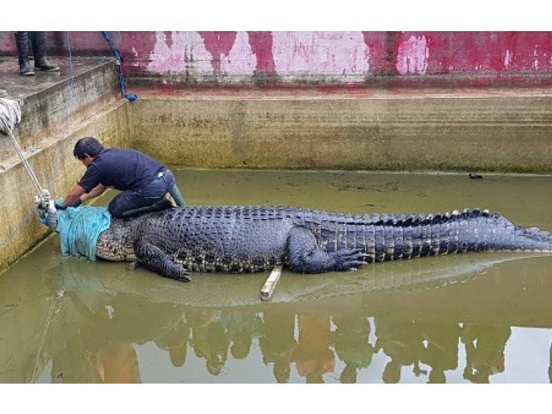 Buaya tersebut telah dipindahkan ke kawasan pemuliharaan.