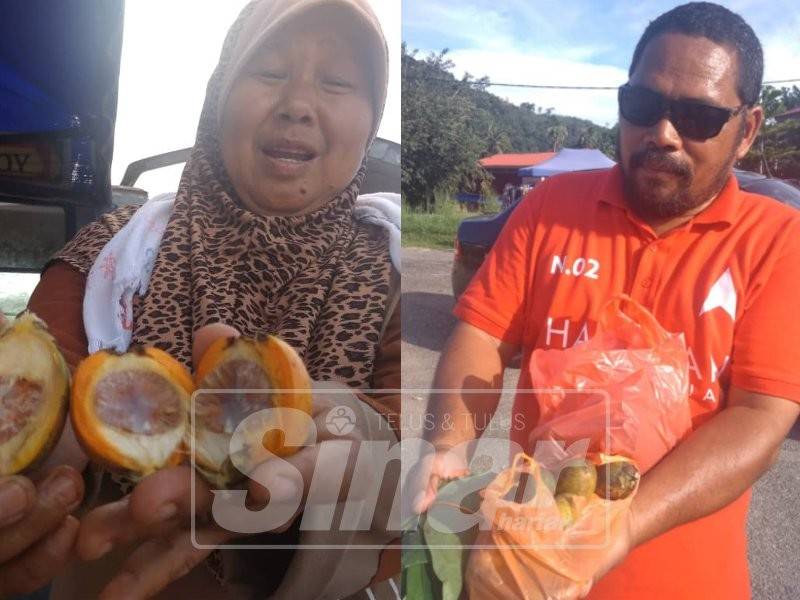 Buah pinang yang menjadi medium petunjuk penting buat masyarakat Orang Asli ketika di dalam hutan.