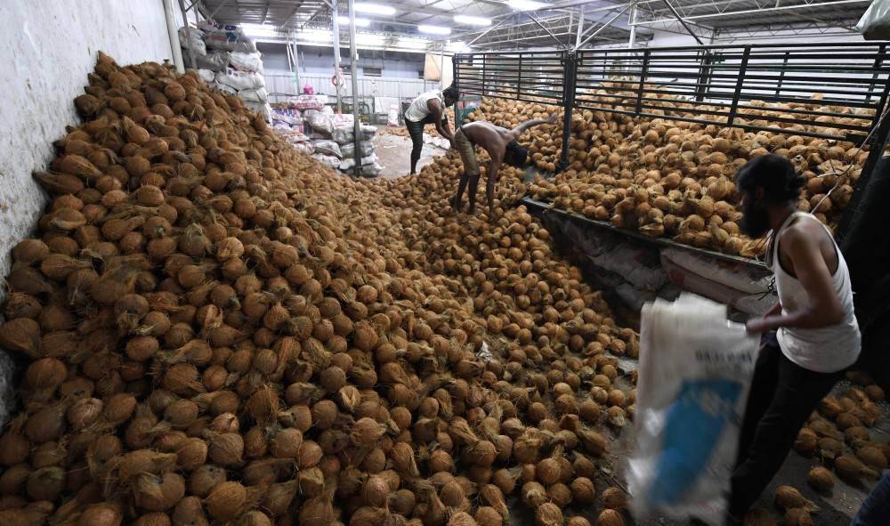 Pekerja menurunkan ribuan kelapa dari sebuah lori yang ditempah oleh pelanggan sempena sambutan perayaan Thaipusam.
