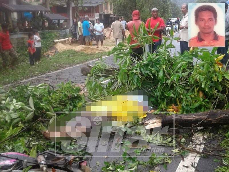 Mangsa meninggal dunia di lokasi kejadian setelah dihempap pokok ketika menunggang motosikal di Kampung Pelam, Hulu Terengganu, hari ini.