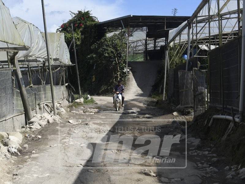 Beginilah keadaan kawasan dan jalan di pendalaman kampung Orang Asli sekitar Cameron Highlands.
