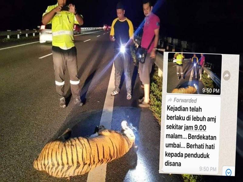 Penyebaran berita palsu tentang seekor harimau dilanggar kenderaan di AMJ Umbai, yang tular sejak semalam.