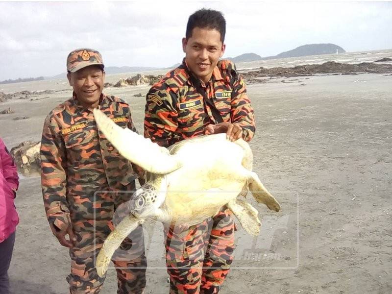 Penyu yang berjaya diselamatkan sebelum dilepaskan semula ke laut.