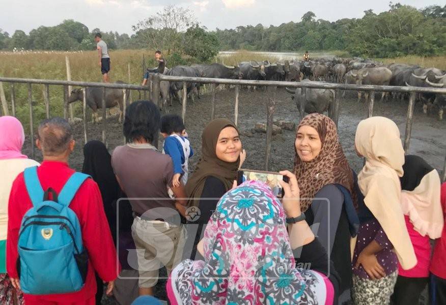 Pengunjung tidak melepaskan peluang merakam gambar di kandang kerbau ternakan Khamis.