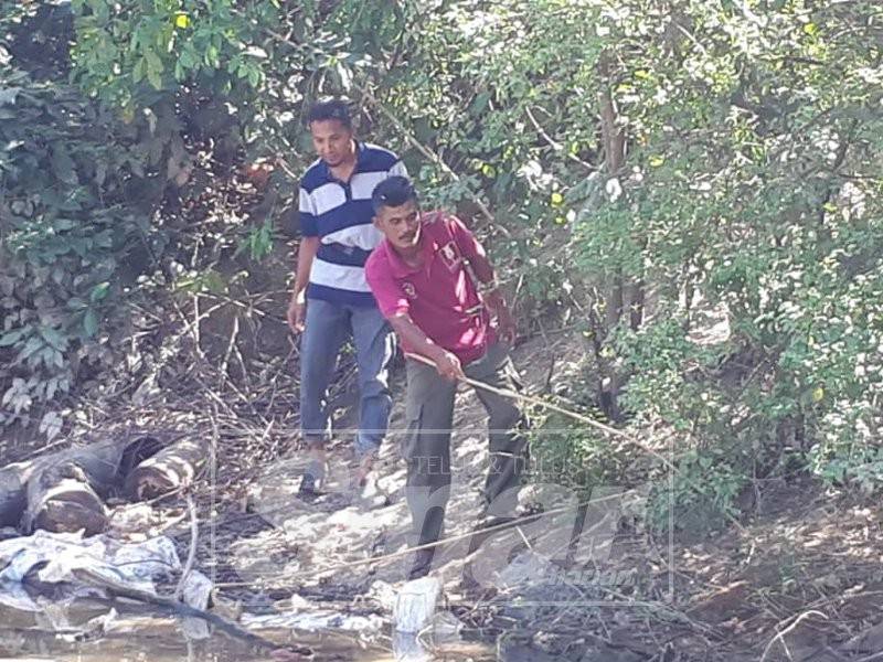 Penduduk menunjukkan kepala khinzir yang dibuang ke dalam sungai.
