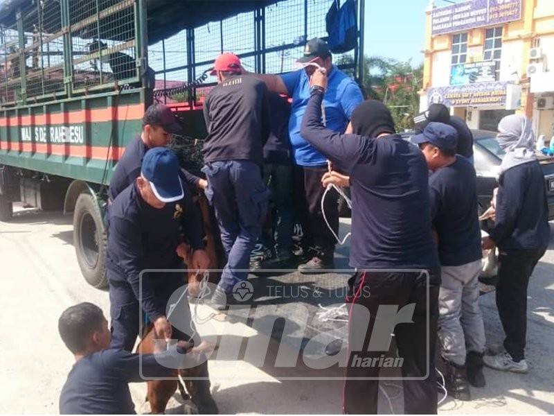 Anggota Penguatkuasa MDB memuatkan kambing yang ditangkap di pekan Kuala Besut ke dalam lori.