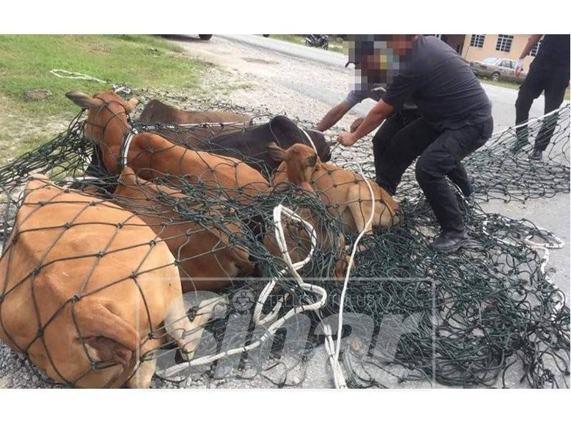 Operasi di jalan Che Lijah berjaya menangkap beberapa ekor lembu berkeliaran.