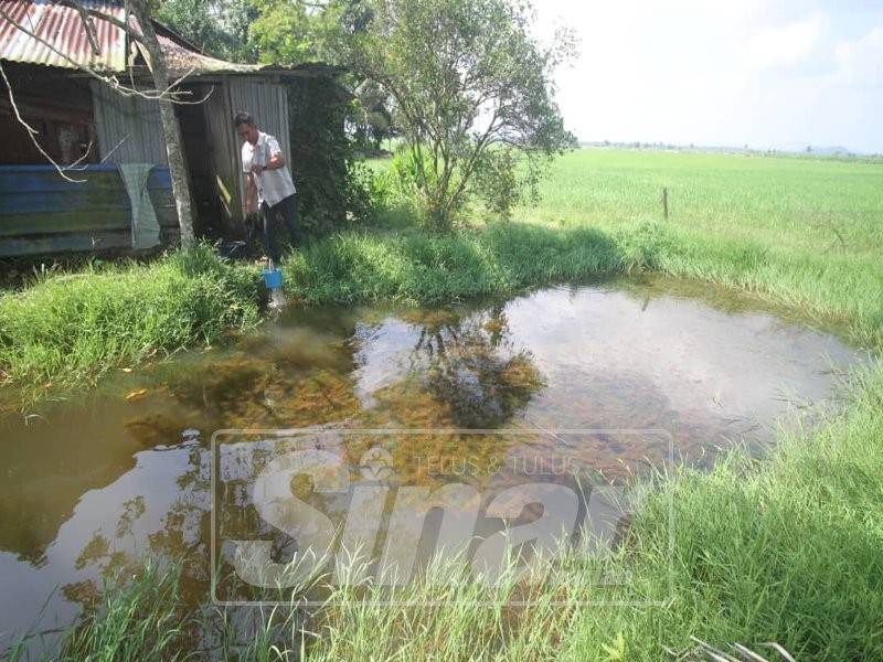 Azid sedang mengambil air dari takungan paya tersebut yang menjadi bekalan air untuk keperluan hariannya dan keluarga.