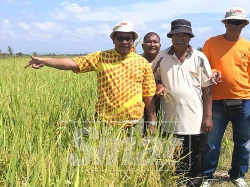 Pesawah Alami Kerugian Besar