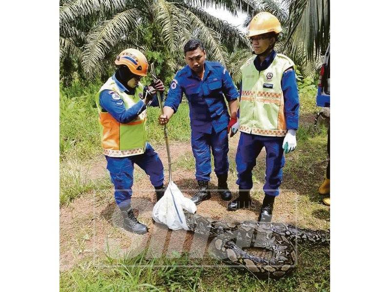 Ular sawa yang berjaya ditangkap anggota APM.