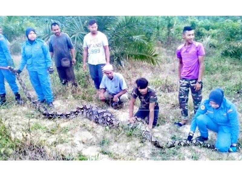 Anggota APM dan penduduk menunjukkan ular tersebut.