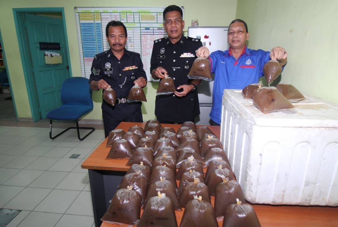 Wan Mohd Zahari (tengah) dan Yusof (kanan) menunjukkan air ketum yang dirampas dalam serbuan sebuah rumah, petang semalam.