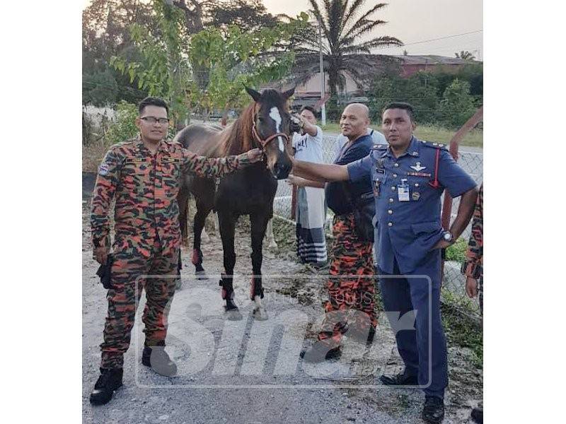 Dua ekor kuda berjaya diselamatkan dari berkeliaran awal pagi tadi.