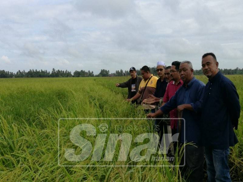 Mohd Ismail (Dua, kanan) bersama rakan petani menunjukkan tanaman padi yang rosak.
