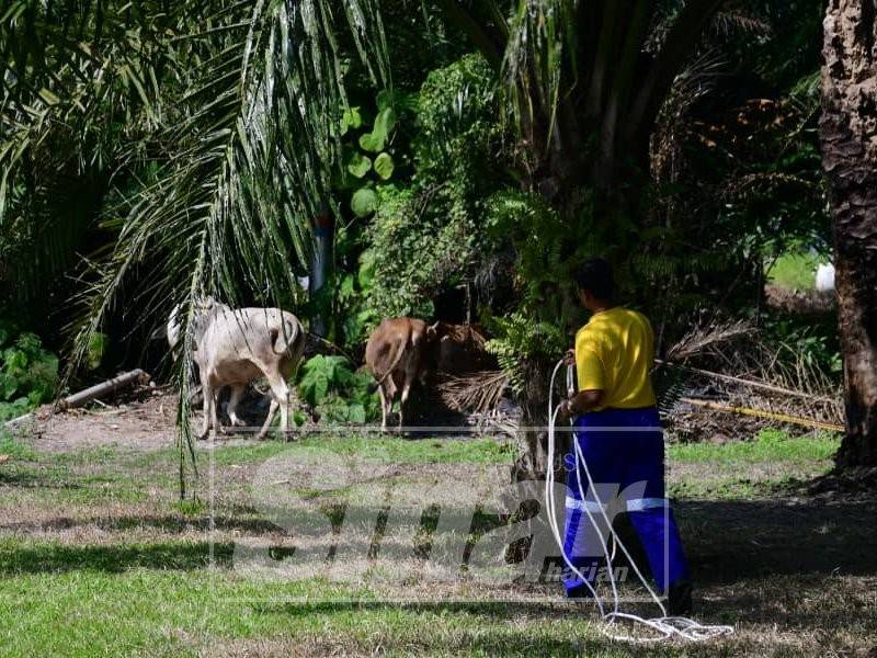 Lembu yang dibiarkan lepas ditangkap penguatkuasa MDKS dalam operasi bersepadu di daerah ini.
