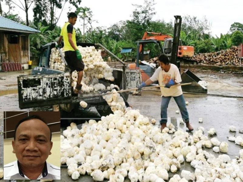 Pekerja sedang mengumpul skrap getah. Gambar kecil, Tuan Mohamad
