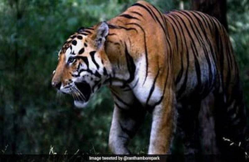 Serangan harimau kerap berlaku terutamanya di kawasan terpencil di India.