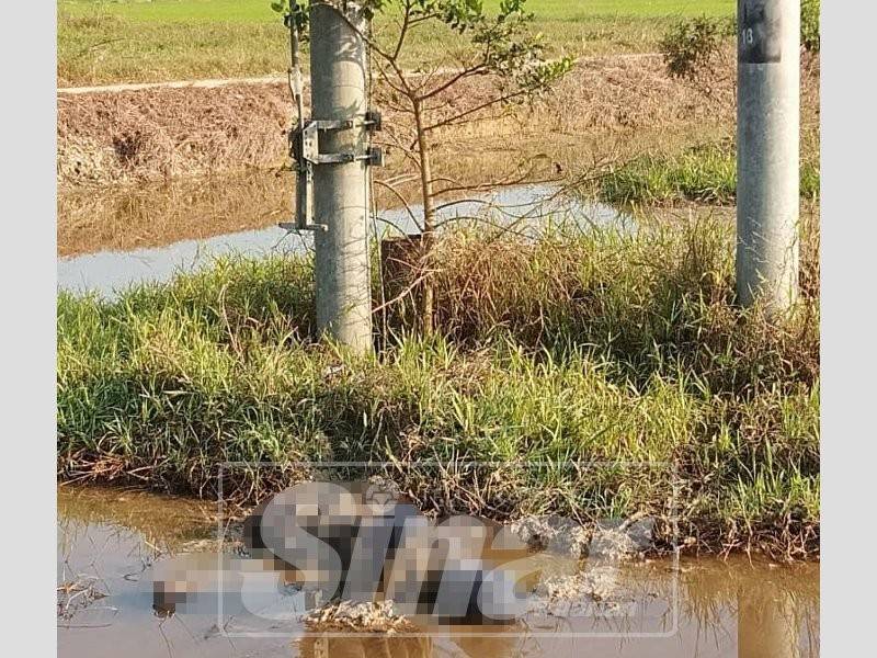 Lelaki berusia 30-an ditemui meninggal dunia dalam sawah dipercayai akibat terkena renjatan elektrik.