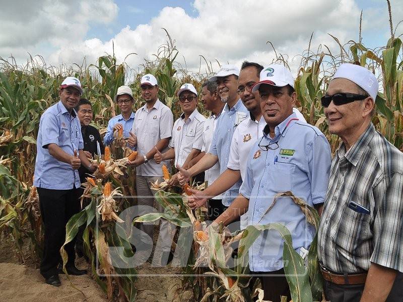 Dr Sharuddin (empat, kiri) menunjukkan isyarat bagus ketika cuba menuai jagung sempena lawatan ke projek tanaman jagung bijirin di ZPM Chemplak, Segamat.