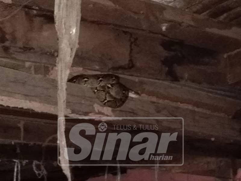 Ular bersembunyi di alang rumah Norhidayah di Batu Mengkebang.