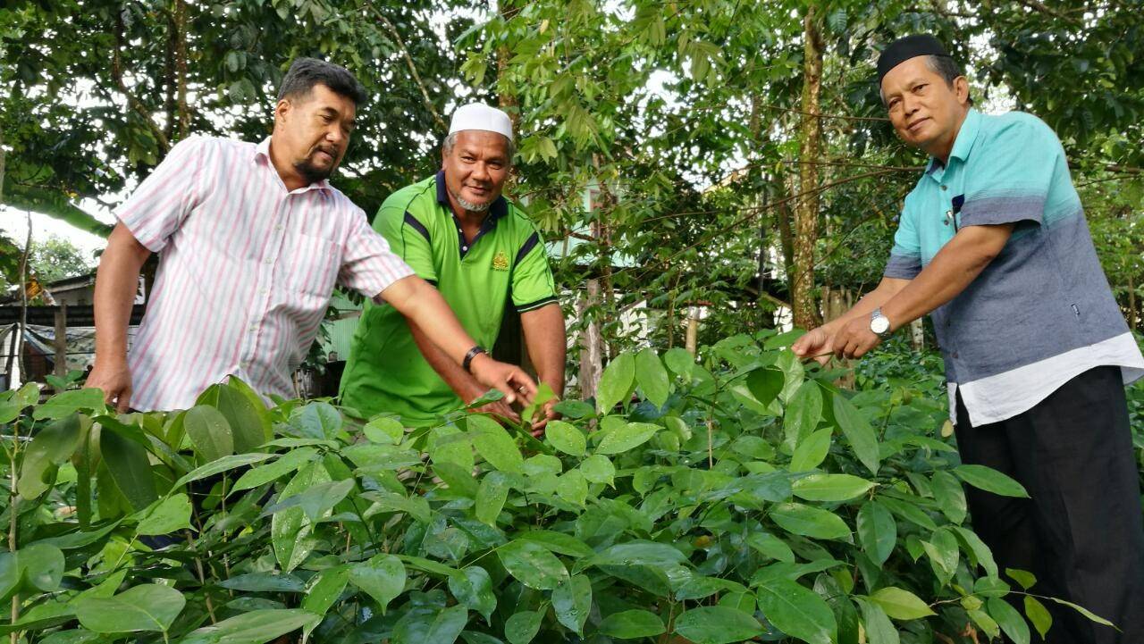 Noralam (kanan) bersama ahli KRT Banggol Perdana menunjukkan pokok-pokok jenereh yang ditanam dan siap untuk dijual.