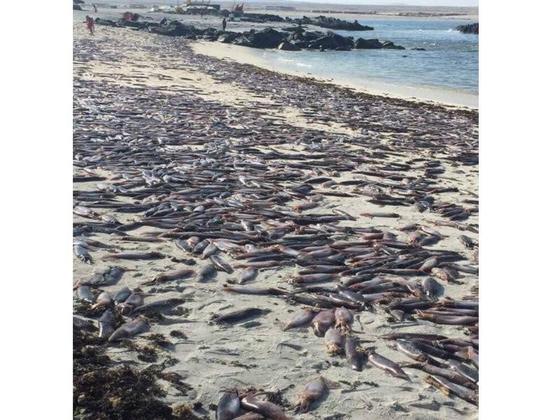 Ribuan bangkai sotong terdampar di Pantai Bahia Inglesia di Chile.
