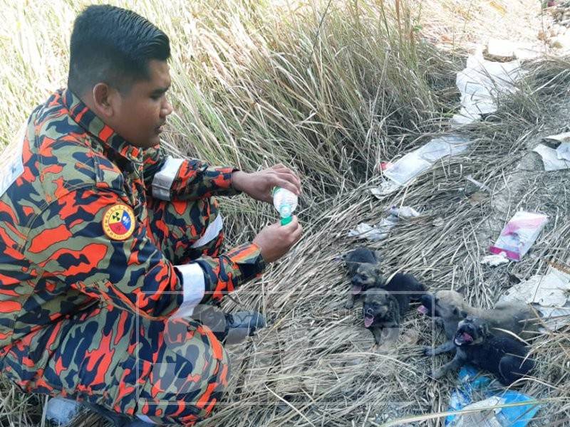 Anggota bomba memberikan minuman kepada haiwan berkenaan.