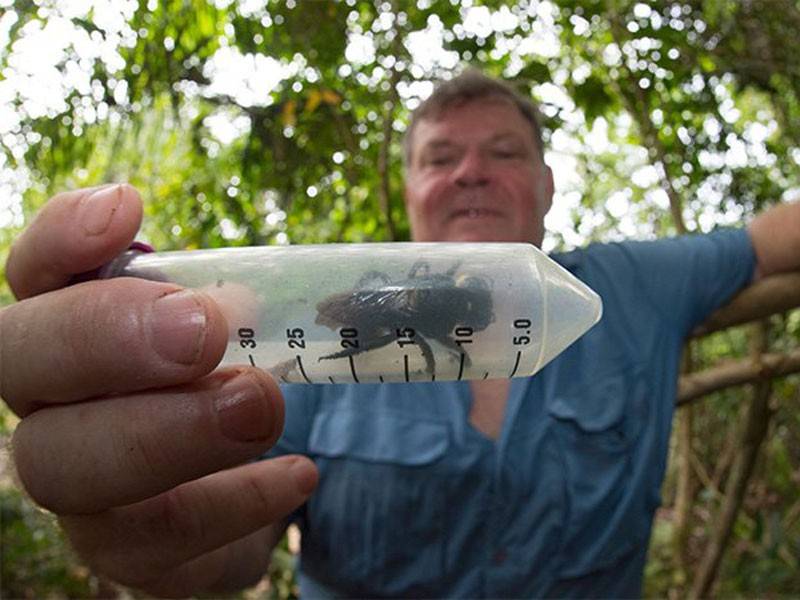 Ahli entomologi, Simon Robson menunjukkan lebah gergasi Wallaace yang ditemui di utara Pulau Muluku, Indonesia pada Januari lalu.