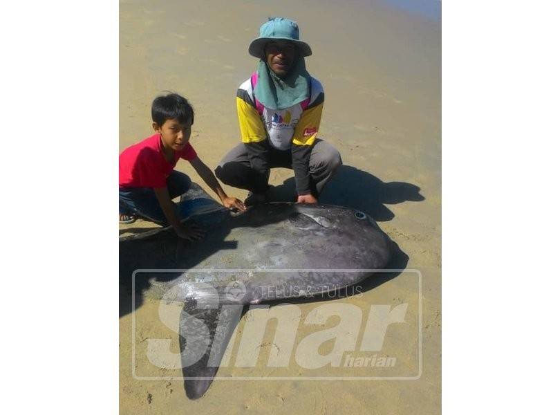 Pemancing melihat ikan mola mola yang terdampar di kawasan pantai dekat jeti river criuse Kampung Meraga Beris, Kijal, Kemaman.