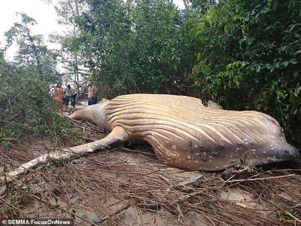 Bangkai paus Humpback seberat 10 tan itu ditemui dalam kawasan hutan Amazon.