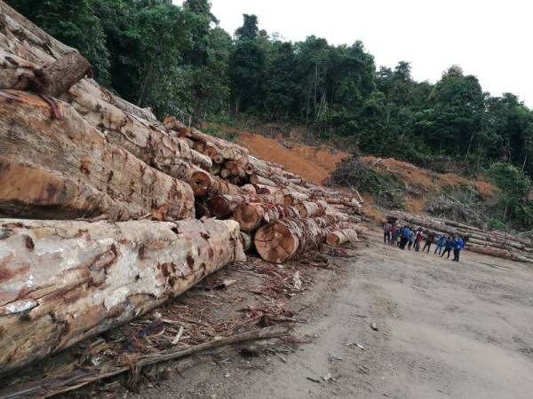 Satu lokasi longgokan kayu balak berhampiran penempatan masyarakat orang asli di Gerik, Perak. 