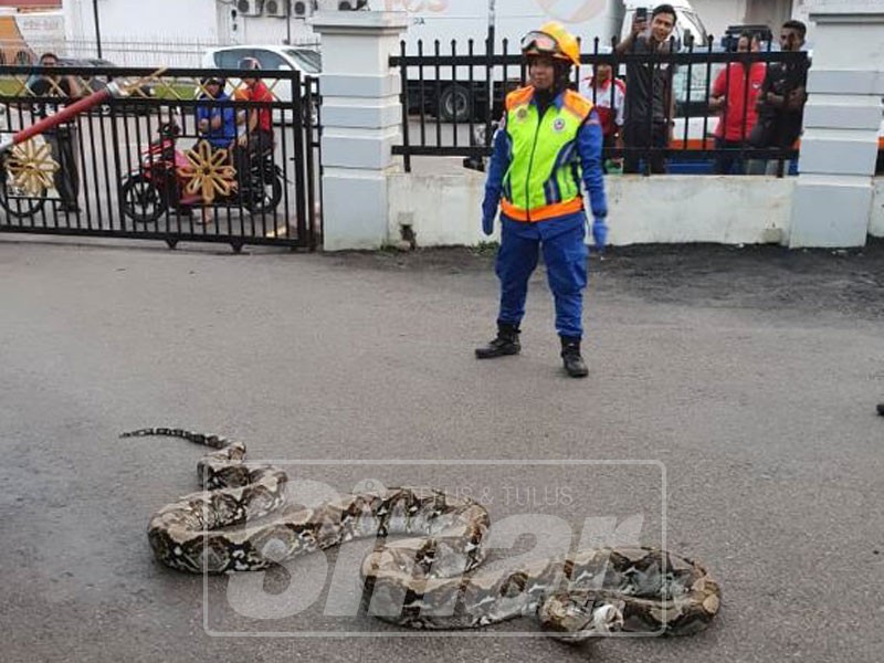 Ular sawa bersaiz besar ditangkap APM Segamat.