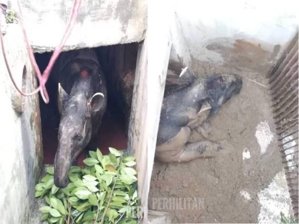 Tapir betina seberat 300kg yang berjaya diselamatkan selepas terperangkap di dalam longkang. – Foto Perhilitan