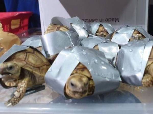 Lebih dari 1,500 penyu dan kura-kura hidup yang dibalut dengan pita pelekat ditemui di Lapangan Terbang Antarabangsa Ninoy Aquino.- Foto BUREAU OF CUSTOMS NAIA/FACEBOOK