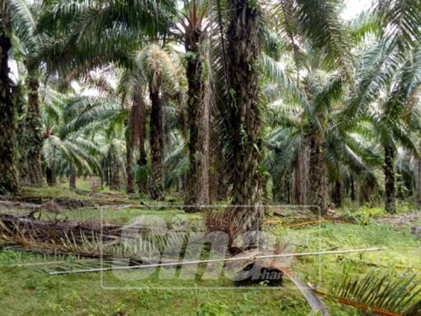 Lokasi kejadian peneroka maut terkena sabit.