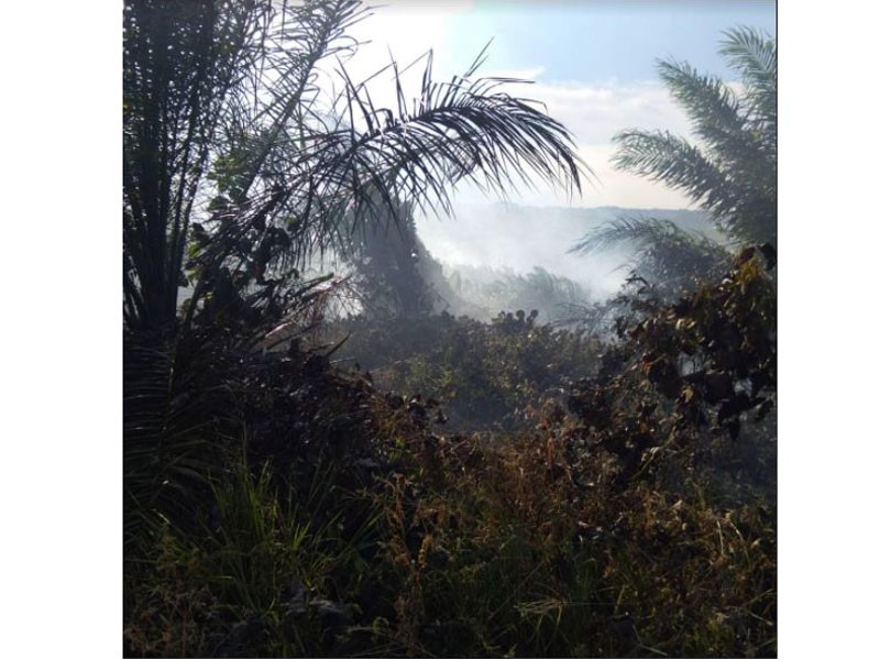 Kebakaran melibatkan ladang 4 hektar di Kluang. 