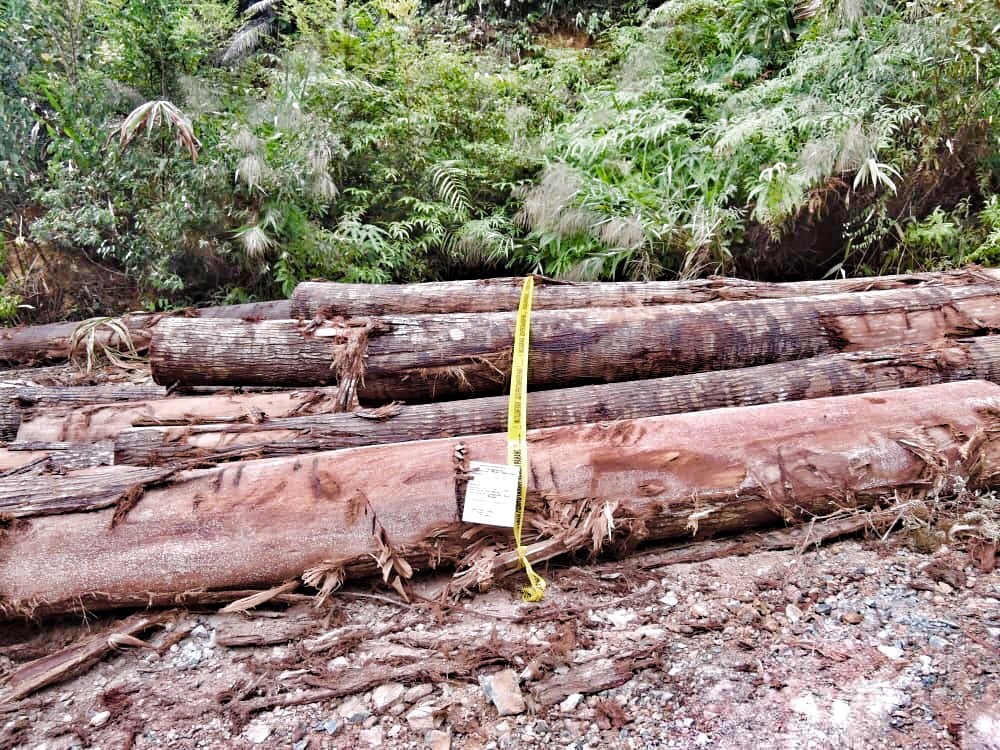 Sebahagian 63 balak jenis meranti yang cuba pindahkan tanpa lesen di hutan Simpan Ulu Jelai.