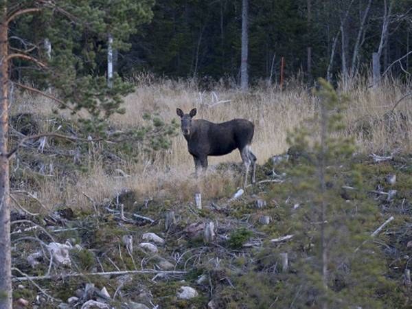 Pertubuhan Afro-Swedish Kebangsaan menggesa pihak berkuasa tempatan menukar nama kawasan hutan di Dalarna County kerana ia berbaur perkauman.