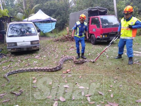 Dua kucing mangsa ular sawa