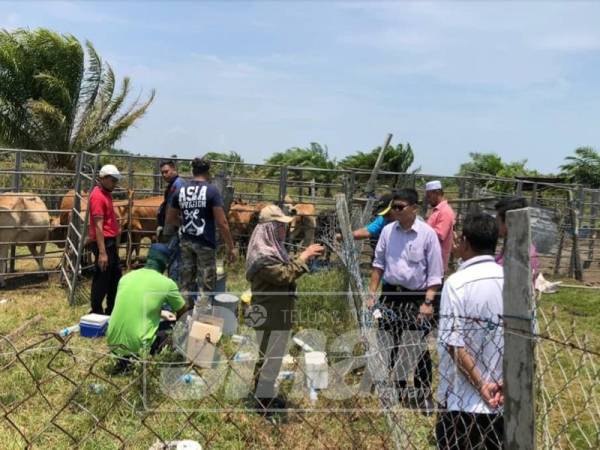 Operasi freeze branding atau kaedah penandaan lembu yang telah bermula sejak 11 Mac bagi mengatasi masalah lembu berkeliaran di Mukim Sedili. 