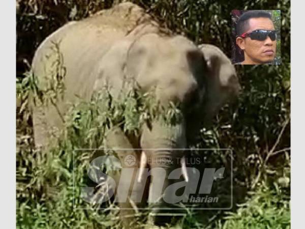 Gajah jantan yang muncul sejak beberapa hari lalu di tebing Sungai Tembeling menjadi tarikan pelancong. Gambar kecil, Afzal.