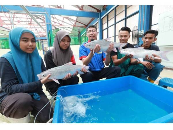 Azahari (tengah) melihat induk ikan kelah yang terdapat di Pusat Pengembangan Akuakultur Perlok. - Foto Ihsan Jabatan Perikanan