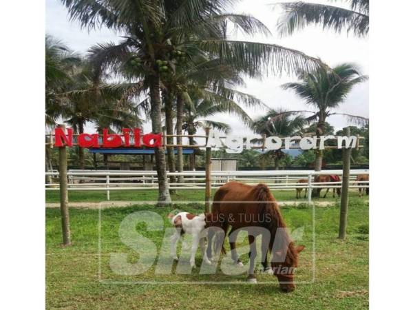  Nabila Agrofarm lokasi tarikan baharu di Seremban.
