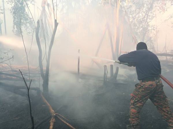 Seorang anggota bomba bersungguh-sungguh memadamkan kebakaran hutan berhampiran ladang nenas di kawasan IKS Pulau Serai di sini terbakar sejak enam hari lalu.