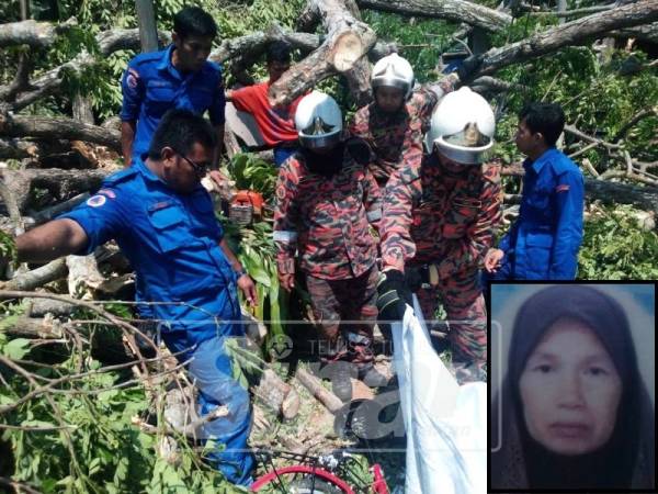 Anggota bomba bersama APM menjalankan operasi mengeluarkan mangsa yang dihempap pokok hujan-hujan, hari ini. (Gambar kecil: Norizan)