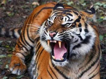 Unduh 970 Koleksi Gambar Harimau Mengaum Paling Baru Gratis HD