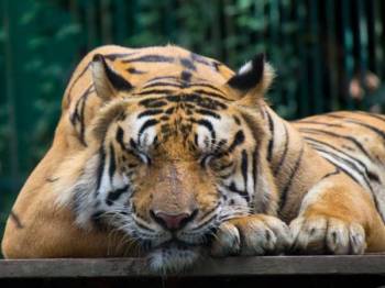 Unduh 970 Koleksi Gambar Harimau Mengaum Paling Baru Gratis HD