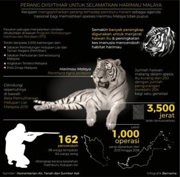 Harimau Malaya Mungkin Pupus Lima Ke 10 Tahun Lagi