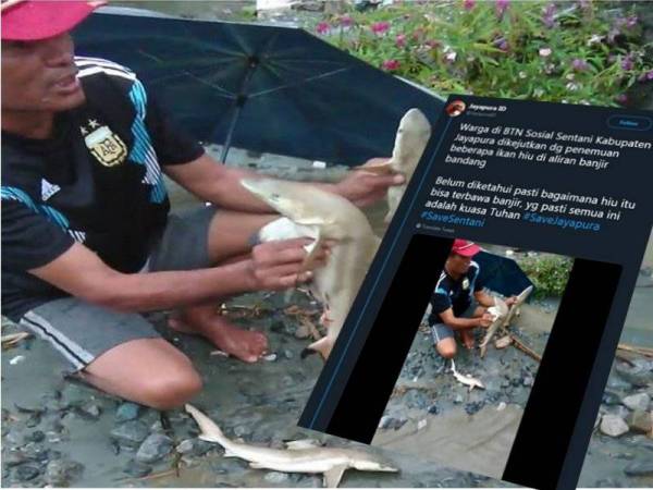 Lelaki memegang dua anak ikan jerung ditemui selepas banjir. - Foto Twitter JayapuraID