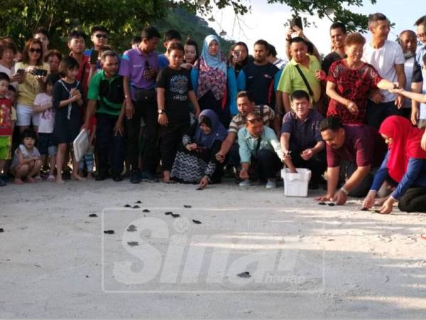 70 anak penyu lipas dilepaskan di Pantai Pasir Belanda, Gertak Sanggul petang tadi.